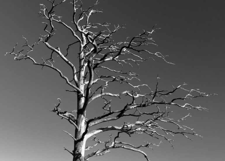 Abgestorbene Foehre. Bild schwarz weiss