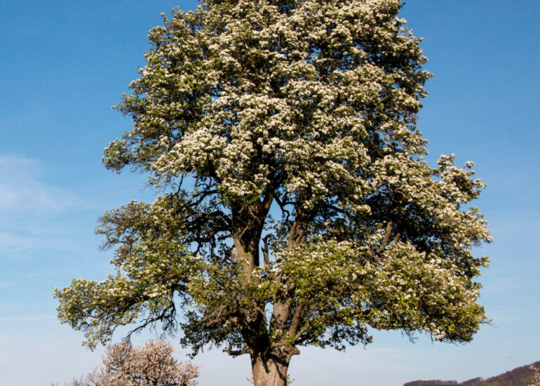 Bluehende Obstbaeume