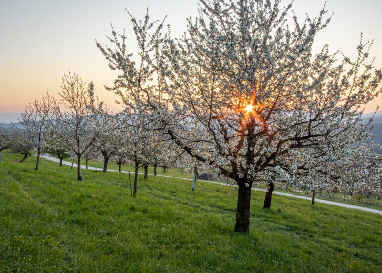Sonne scheint durch bluehenden Kirschbaum