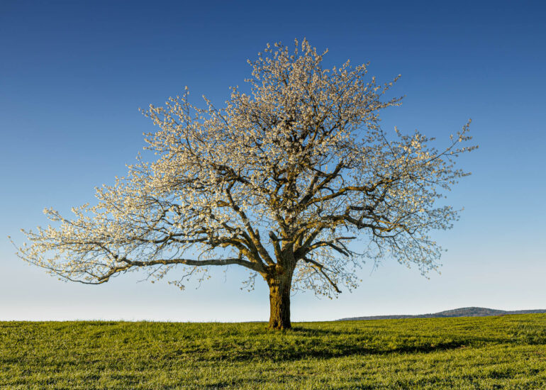 Bluehender Kirschbaum
