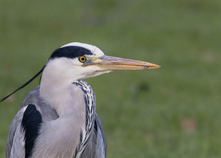 Graureiher im Brautkleid Portrait