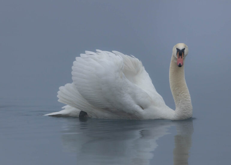 Hoeckerschwan im Wasser schwimmend