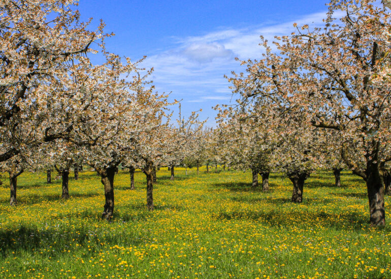 Bluehende Obstbaeume und Wiese