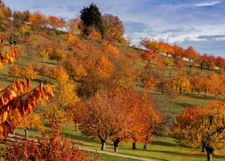 Herbstfaerbung im Ostgarten