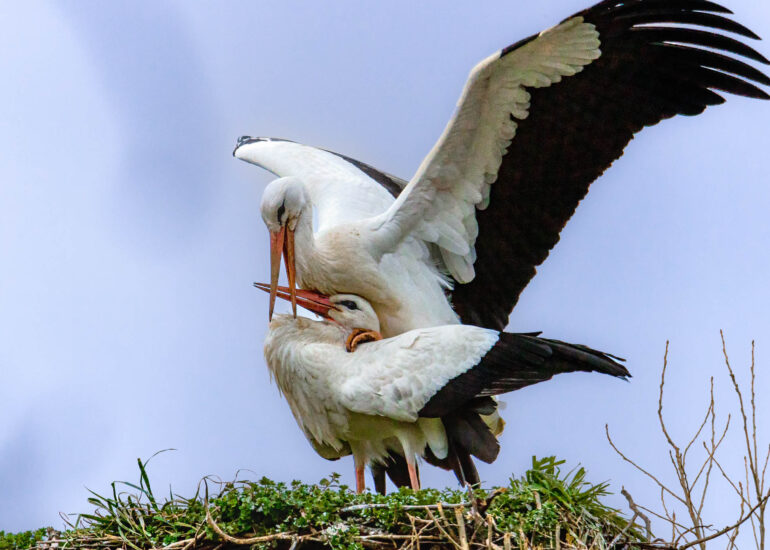 Weissstorchenpaar im Nest kopulierend
