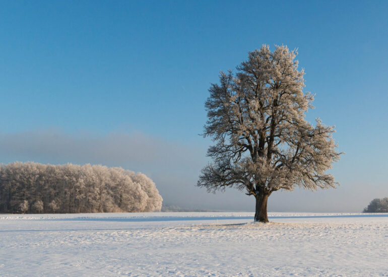 Alter Birnbaum an einem frostigen Wintertag mit Schnee