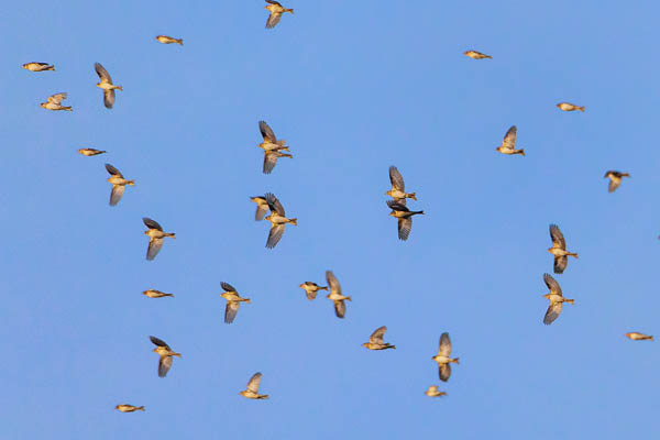 Bergfinken am Himmel
