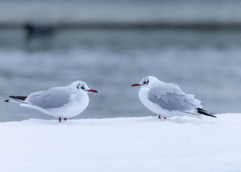 Zwei Lachmöwen im Schnee