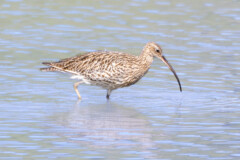 Grosser Brachvogel im Wasser stehend