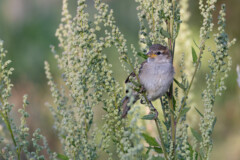 Juveniler Haussperrling