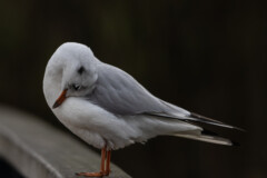 LAchmöwe