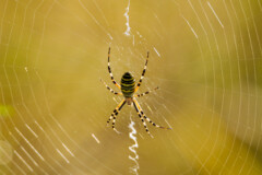 Spinne im Netz