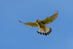 Rüttelnder Turmfalke