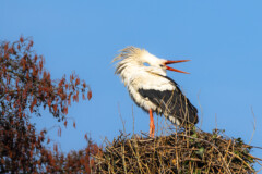 Weissstorch