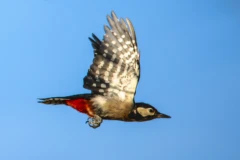 Fliegender Buntspehct