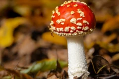 Fliegenpilz