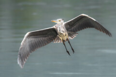 Fliegender Graureiher